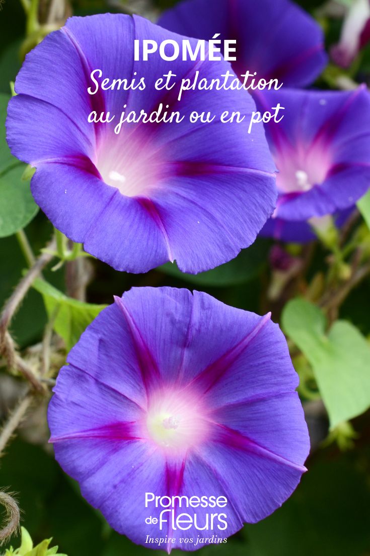 Mauve Blüten der Prunkwinde