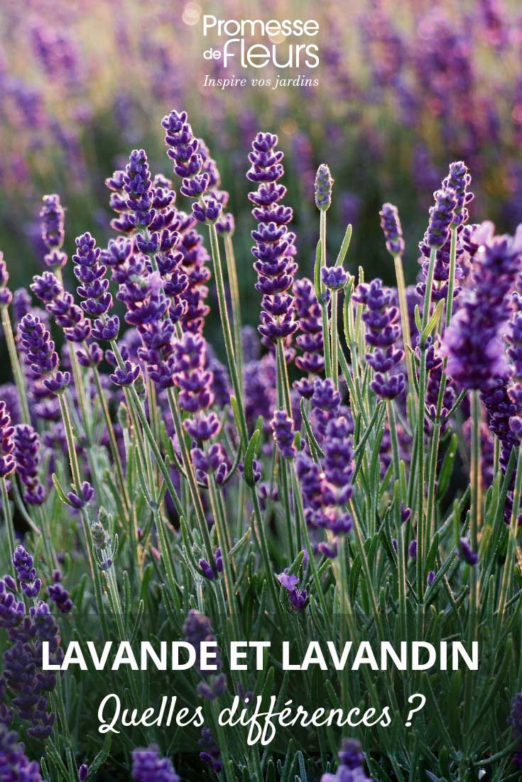 Wie unterscheidet man Lavendel und Provence-Lavendel