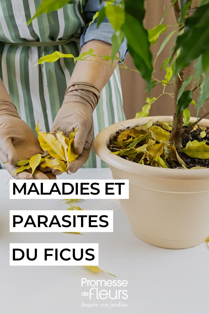 Ein Ficus, der gelbe Blätter verliert