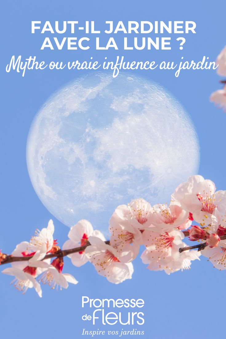 ein Mond über einem Zweig eines Kirschbaums im Garten