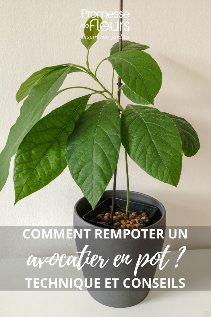 Eine Avocado-Jungpflanze umtopfen