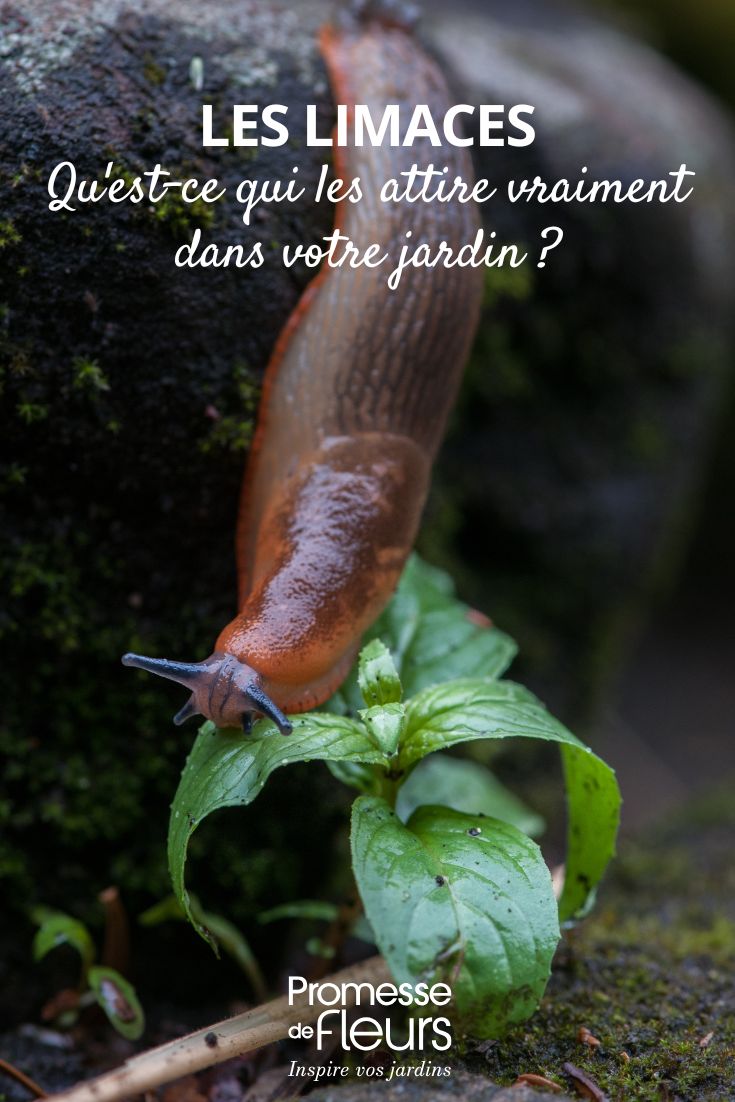 eine Nacktschnecke im Garten