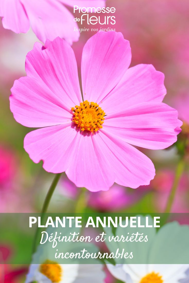 Schmuckkörbchenblume