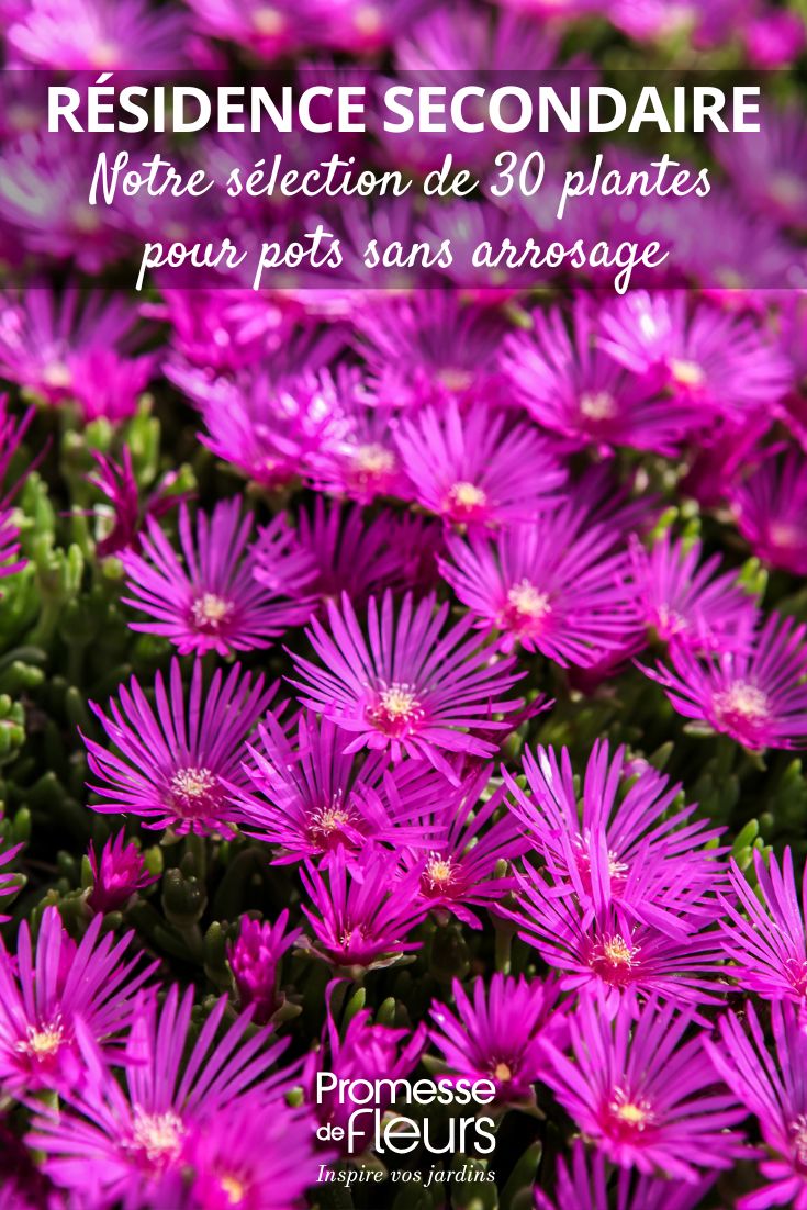 Mittagsblume