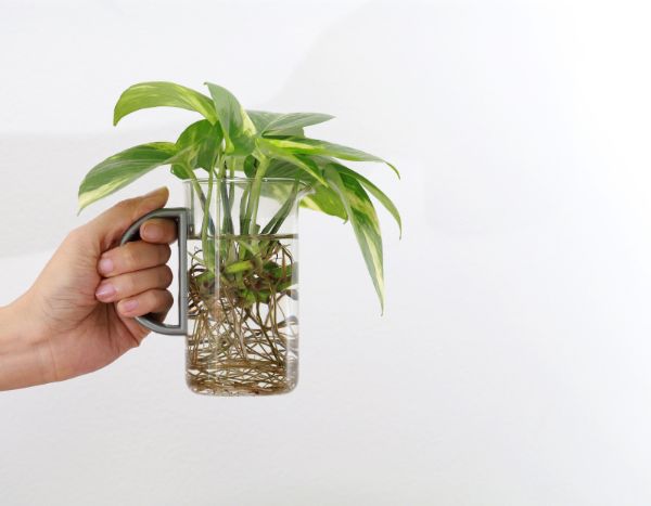 Stecklinge im Wasser: Pflanzen einfach vermehren