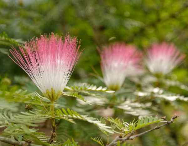 Albizia säen: schöne Jungpflanzen ziehen