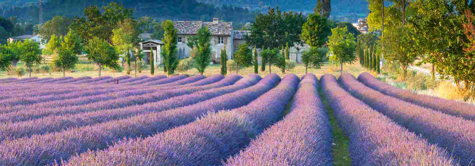 Lavendel und Provence-Lavendel: die Unterschiede