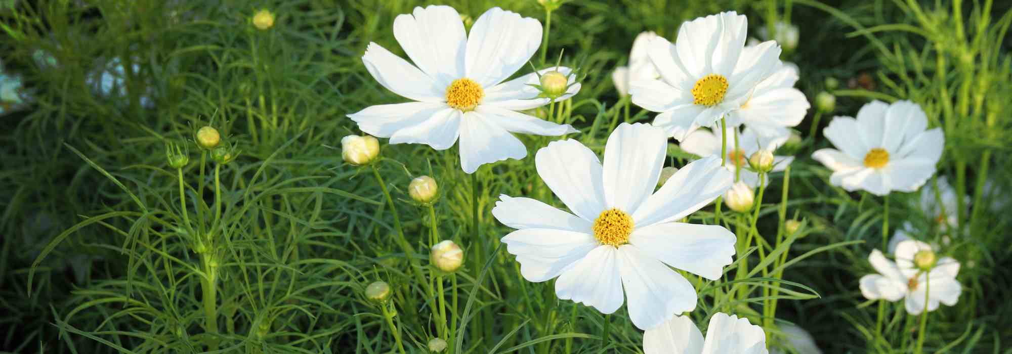 Einjährige mit langer Blüte: Bunte Beete bis zum Frost