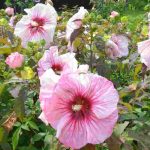 Sumpfeibisch im Garten kultivieren?