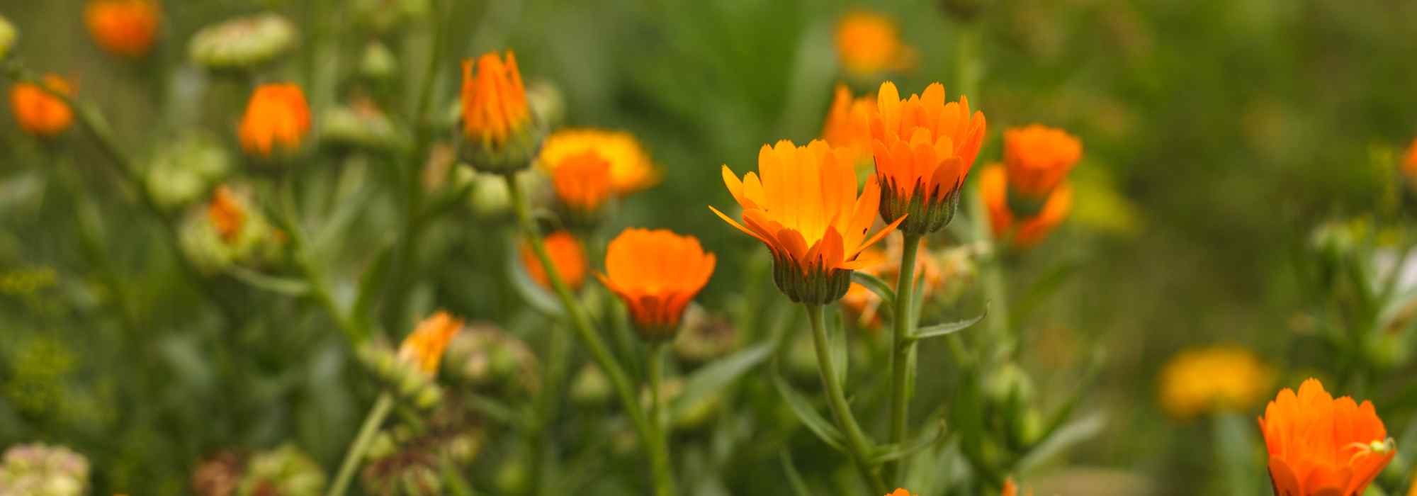 Schnellwachsende Einjährige: Blüten in Rekordzeit