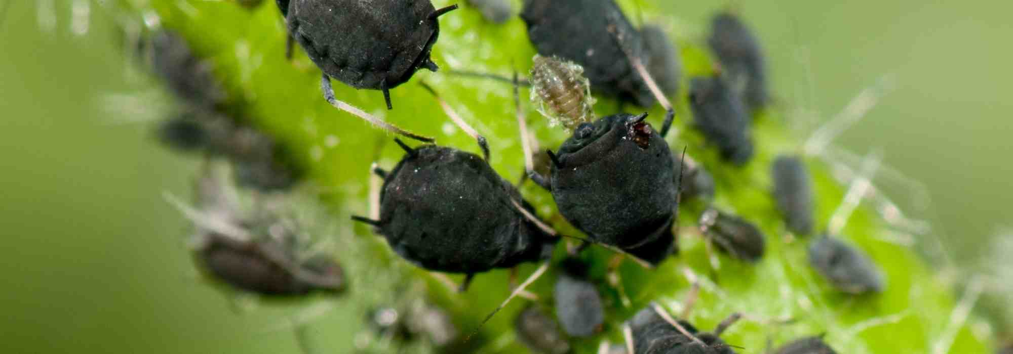 Blumen im Gemüsegarten säen: gegen Blattläuse