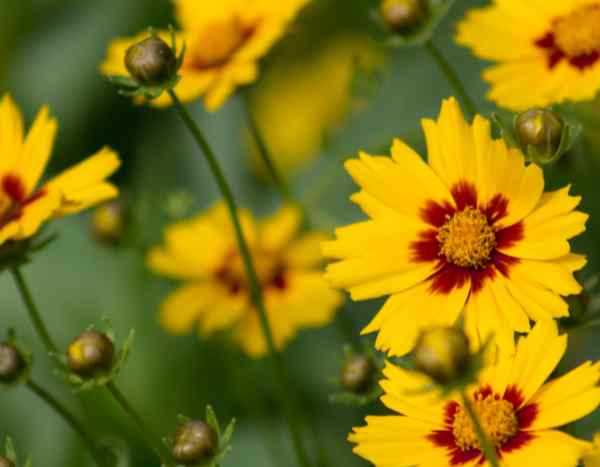 Mädchenauge säen: für einen blütenreichen Sommer