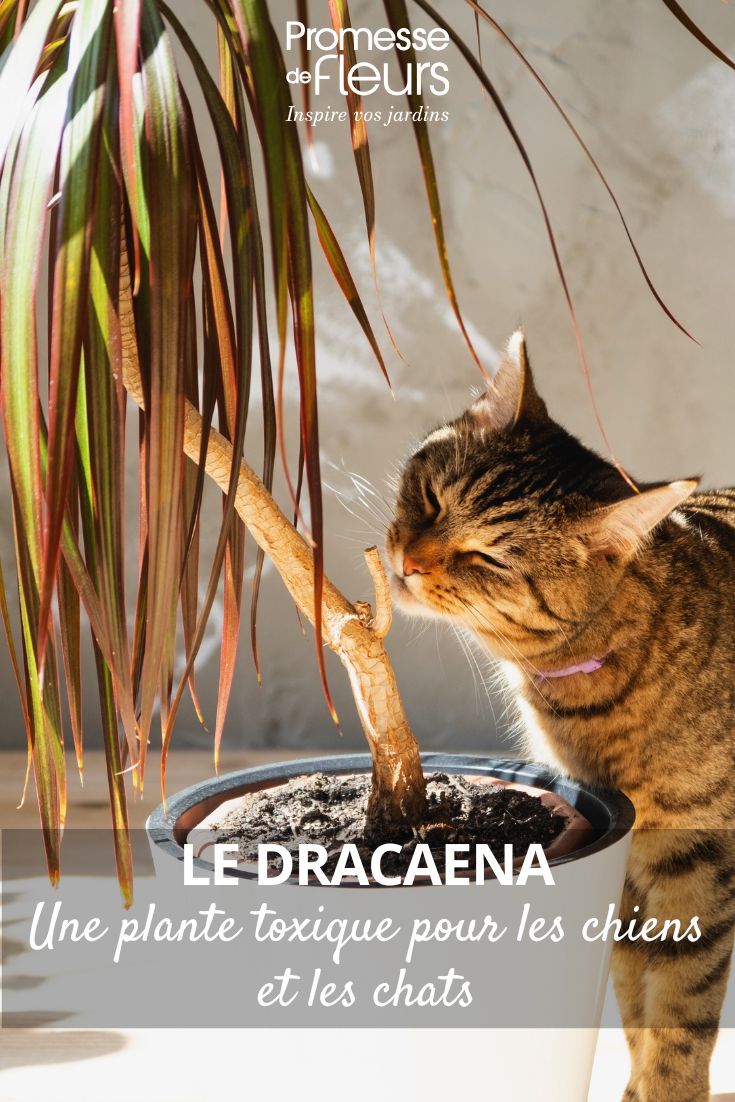 Eine Katze riecht an einem Drachenbaum