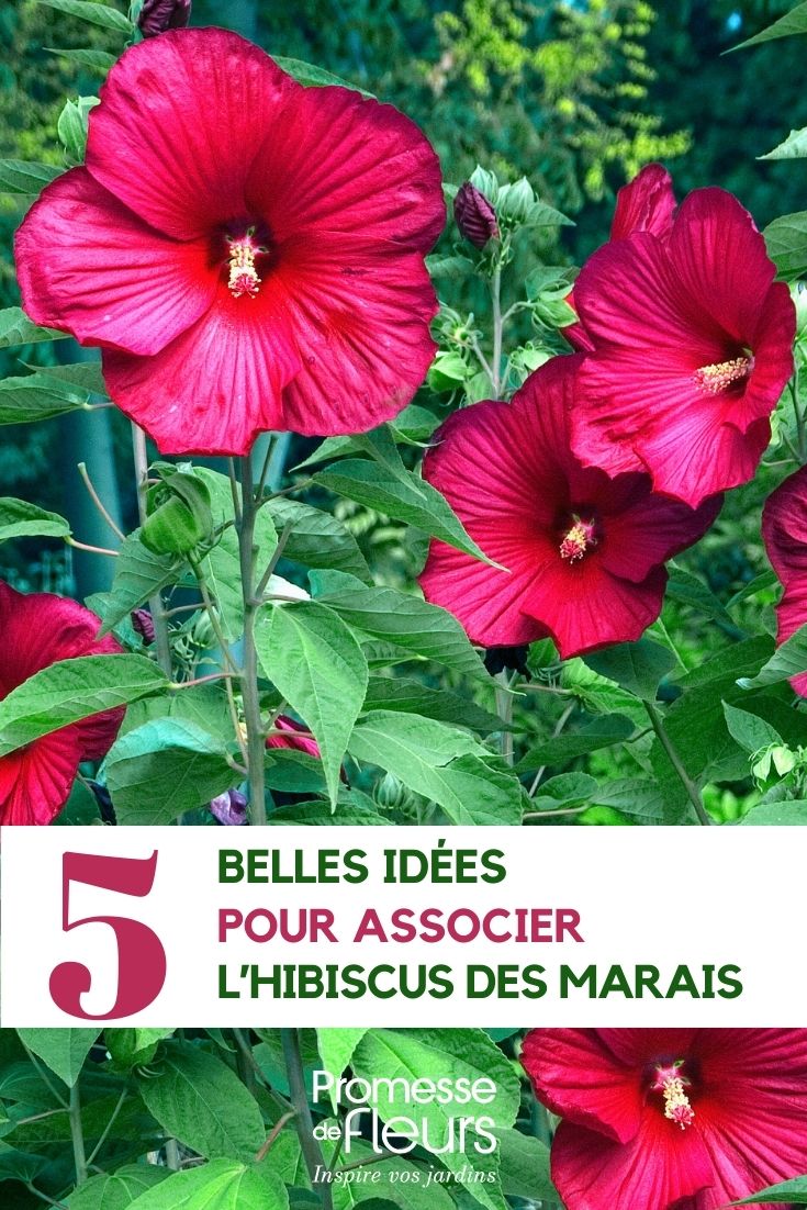 Hibiscus moscheutos
