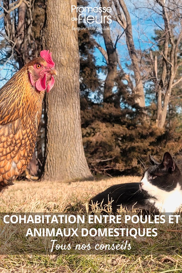 Huhn und Katze teilen sich einen Garten