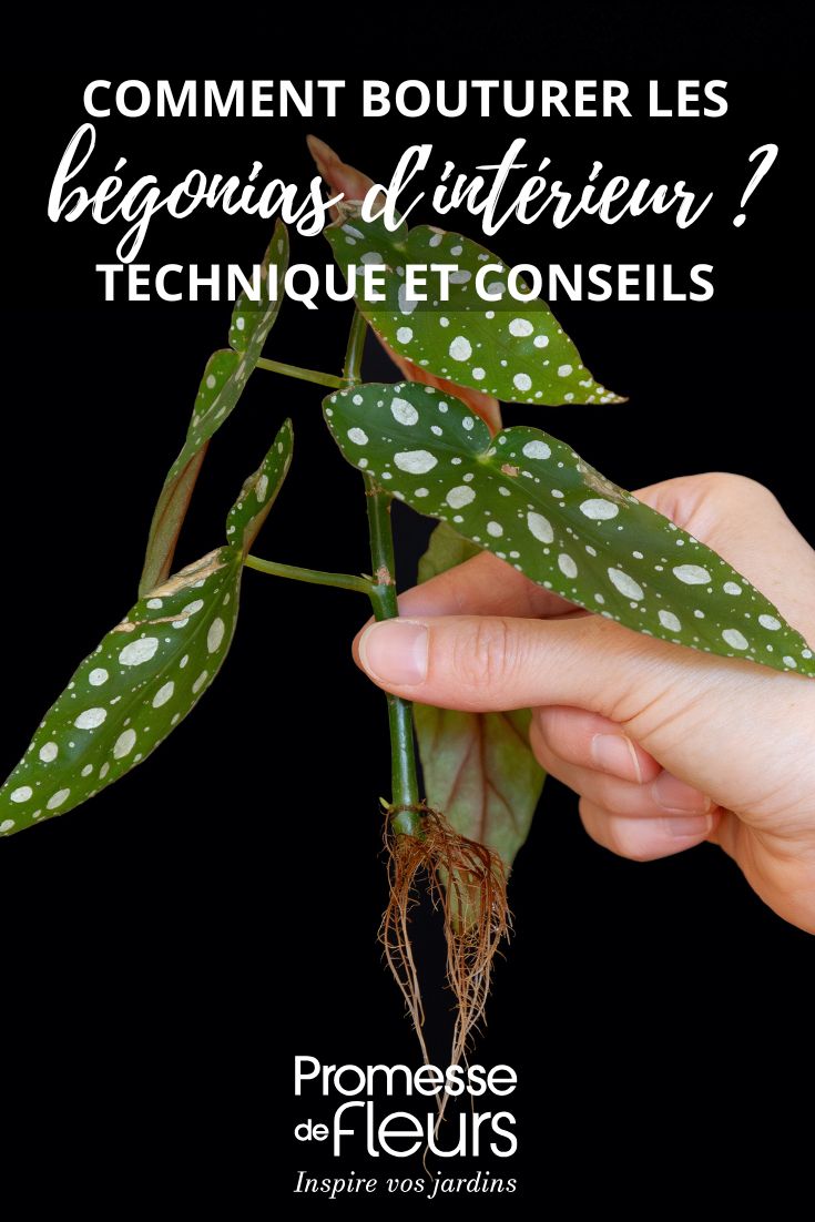 Steckling einer Begonie Maculata