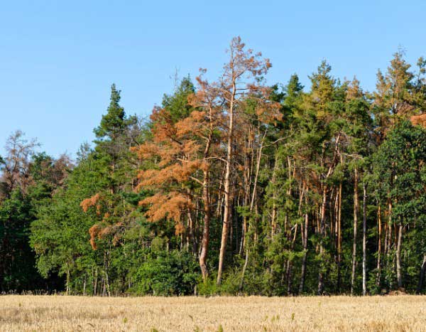 Klimawandel: Diese Bäume verlieren im Sommer ihr Laub
