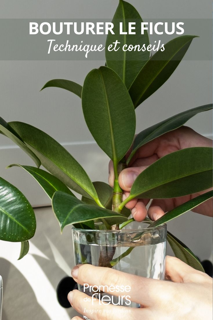 Ficus-Steckling