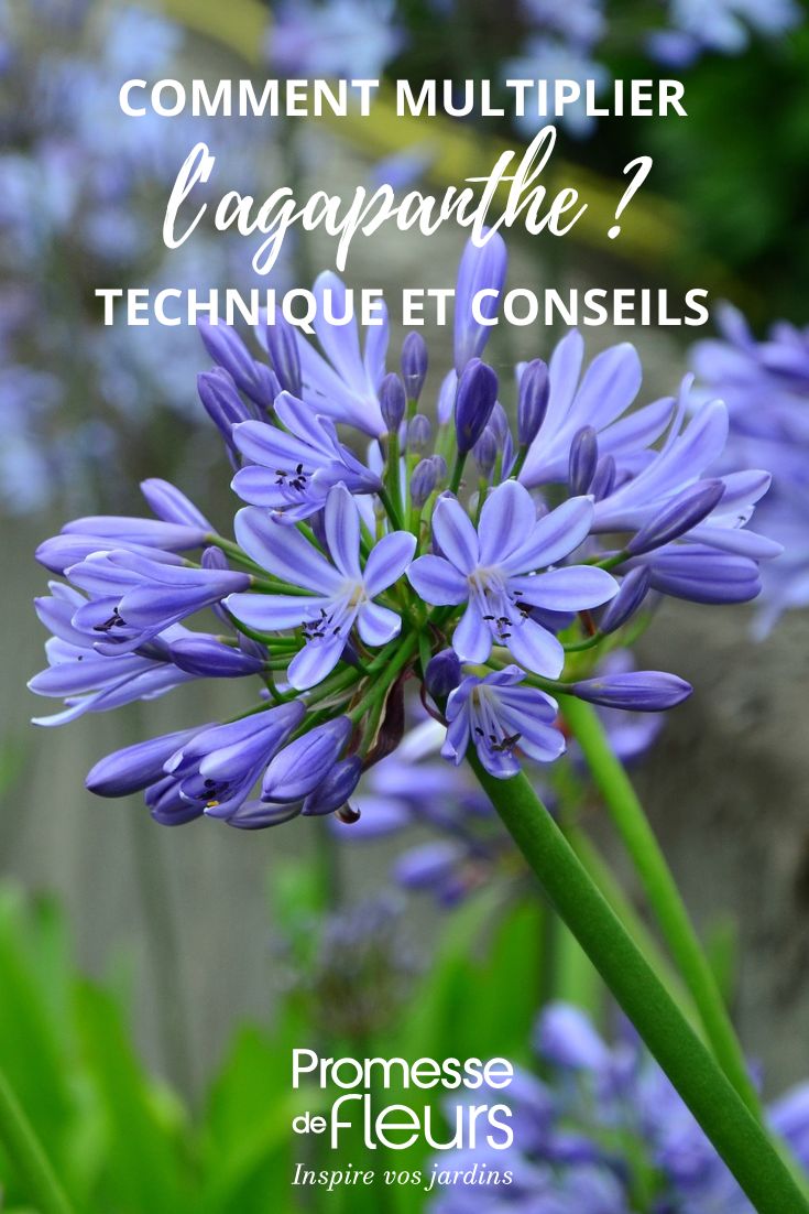 Schmucklilien vermehren