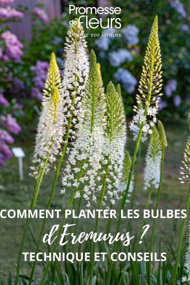Weiße Blüten der Steppenkerze