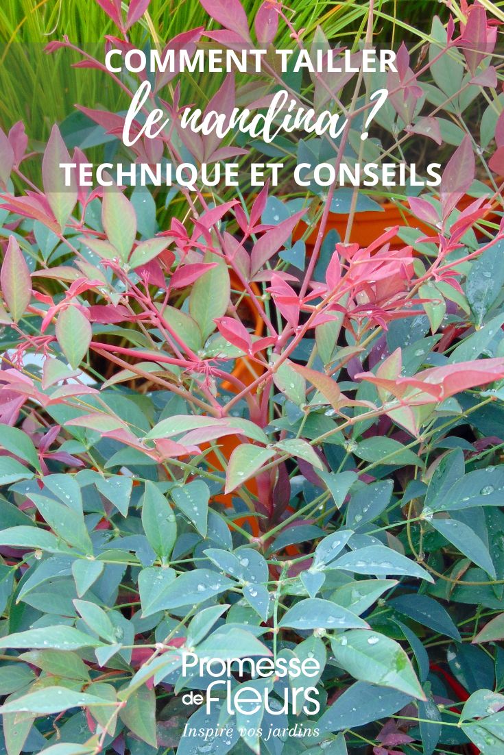 Nandina-domestica-Seika-Obsessed-Himmelsbambus-Fotonachweis-PAP-PDF-Exklusive-Rechte