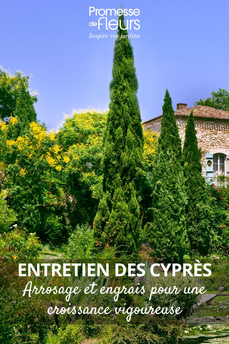Garten und Zypresse