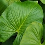 Homalomena: Anbau und Pflege
