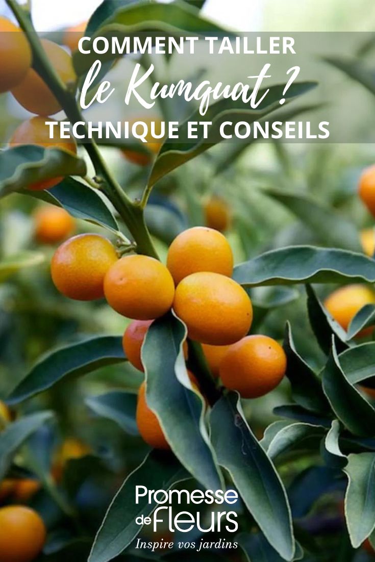 Kumquat 'Nagami'