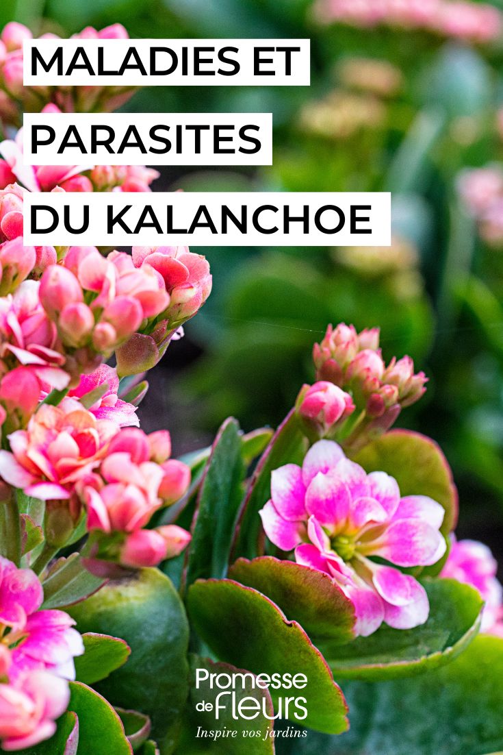 Kalanchoe-Krankheiten behandeln