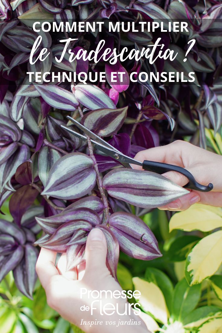 Tradescantia vermehren?