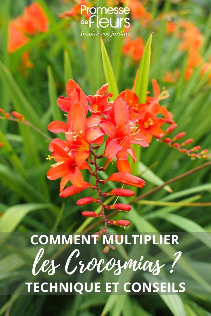 Montbretienblüten