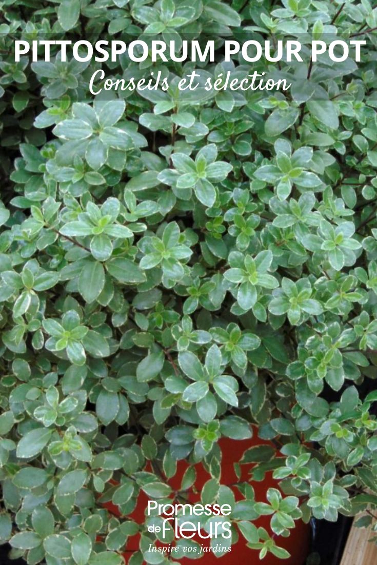 Klebsame tenuifolium Silver Ball
