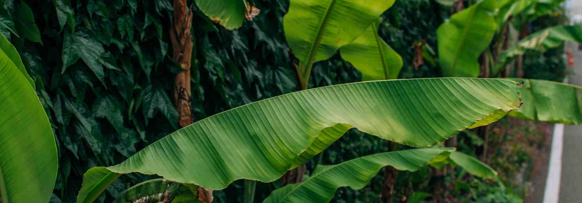 Banane im Gewächshaus oder Wintergarten: Tipps