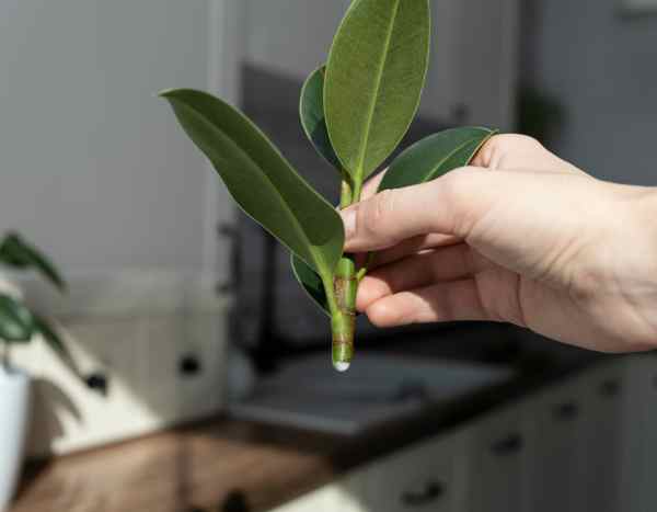 Ficus durch Stecklinge vermehren