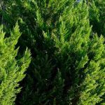 Zypressenhecke pflegen: dicht und gleichmäßig保持