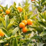 Kumquat: Wann und wie Rückschnitt?