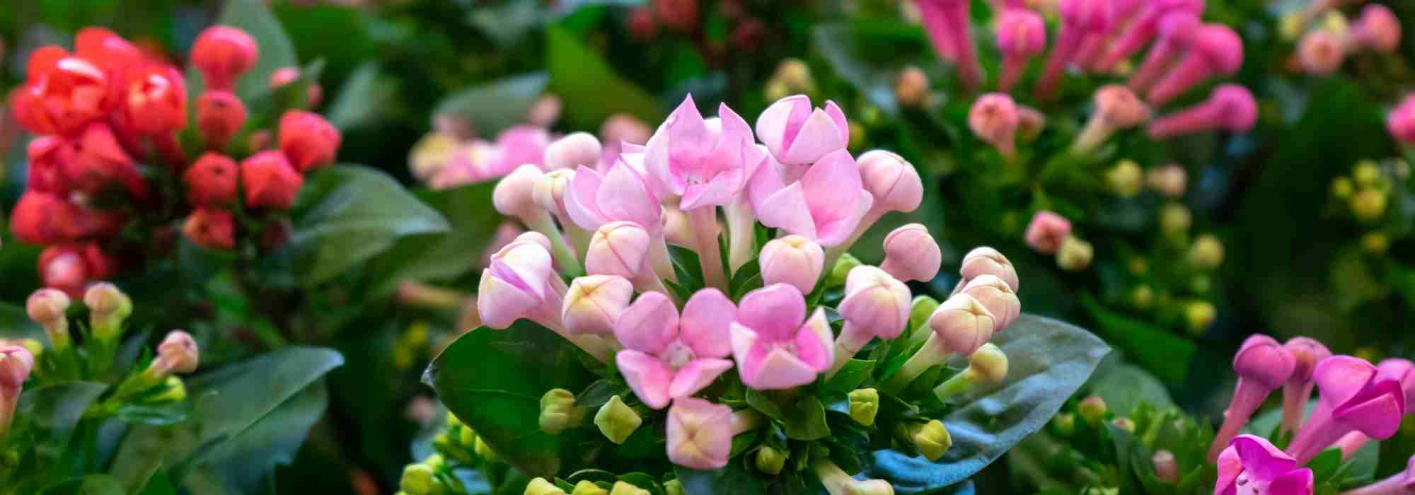Häufige Krankheiten und Schädlinge des Kalanchoe