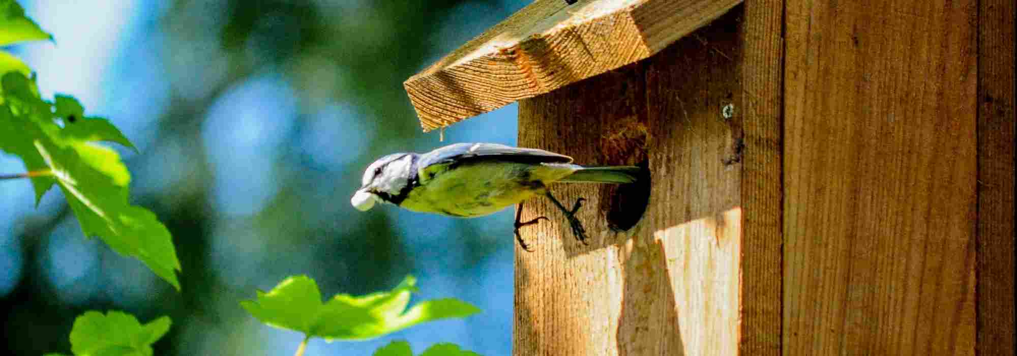 Nistkästen im Garten: richtig auswählen und anbringen?
