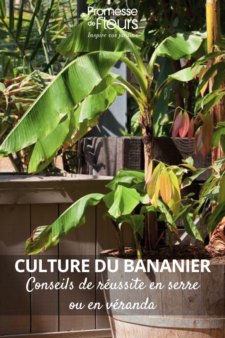 eine Banane im Topf