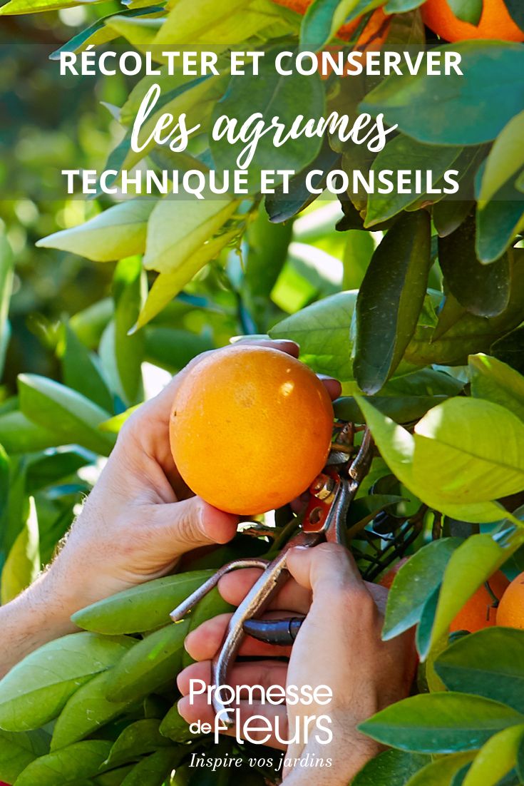 Orange pflücken