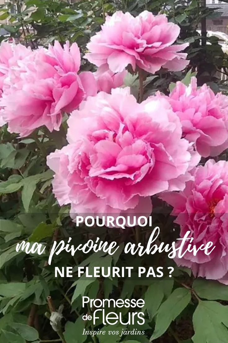 Blüte der Strauch-Pfingstrose