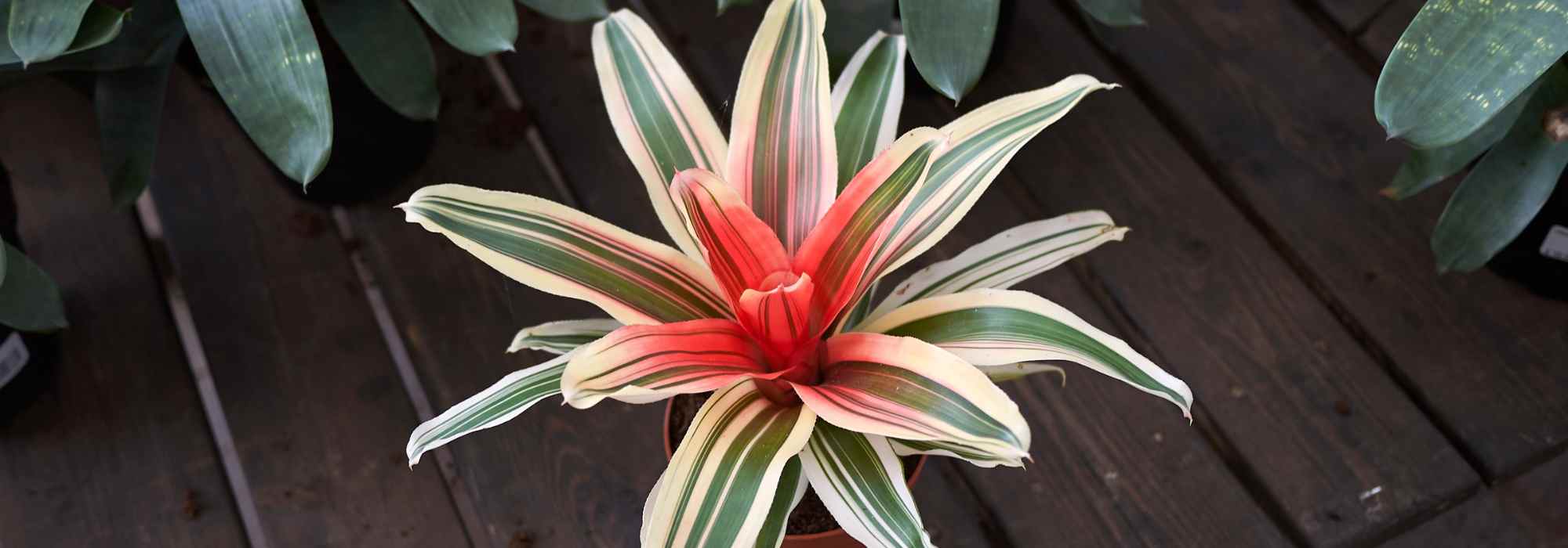 Neoregelia: Pflege durchs Jahr
