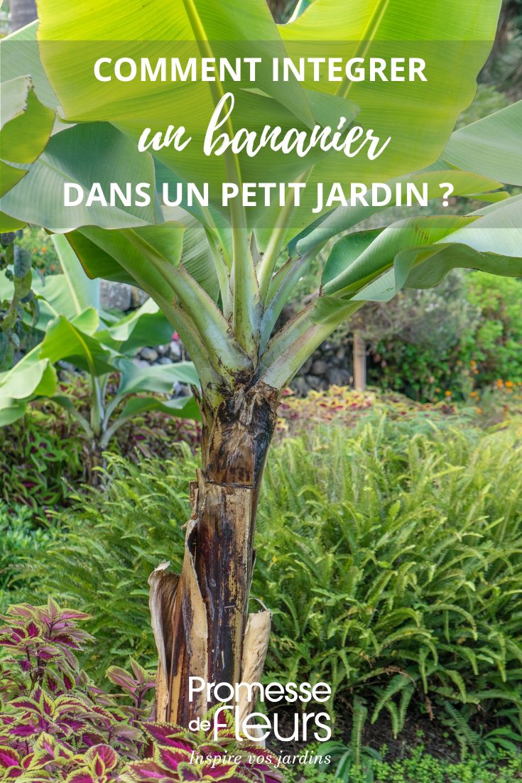 Banane im kleinen Garten oder Innenhof
