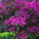 Riemenblüte kombinieren?