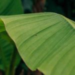 Banane im kleinen Garten? Tipps zur Gestaltung
