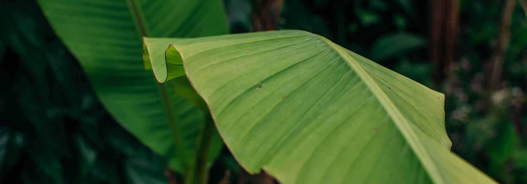 Banane im kleinen Garten? Tipps zur Gestaltung