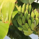 Bananen ernten in Frankreich?