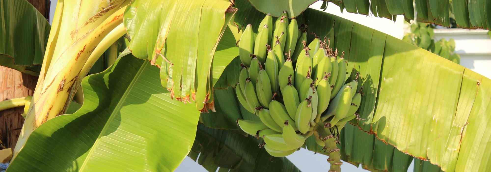 Bananen ernten in Frankreich?