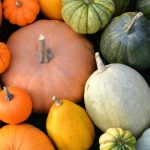 Kürbisfamilien: passende Sorten für den Garten