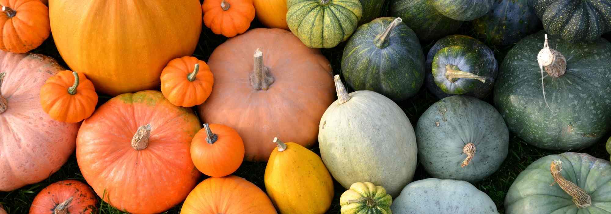 Kürbisfamilien: passende Sorten für den Garten